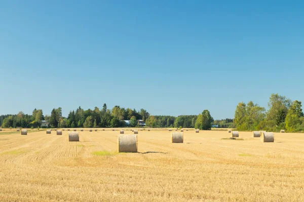 Çiftlikte bir tarlada saman balyaları Rulo.