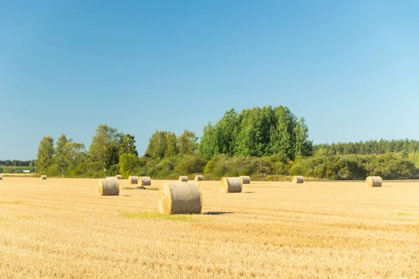 Çiftlikte bir tarlada saman balyaları Rulo.
