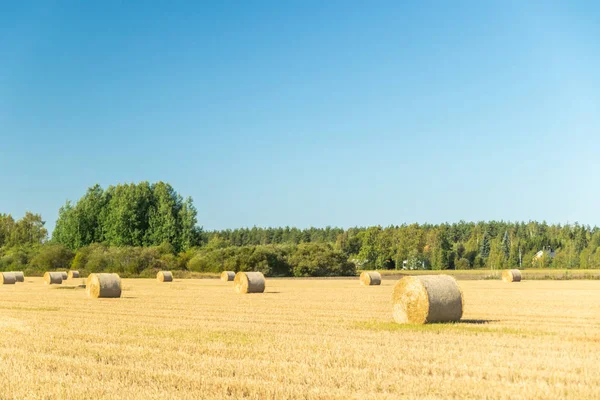 Çiftlikte bir tarlada saman balyaları Rulo.