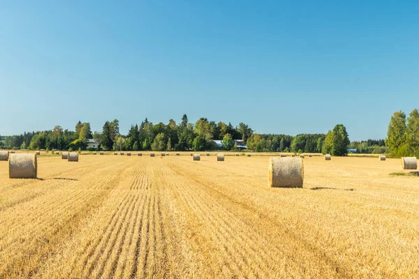 Çiftlikte bir tarlada saman balyaları Rulo.