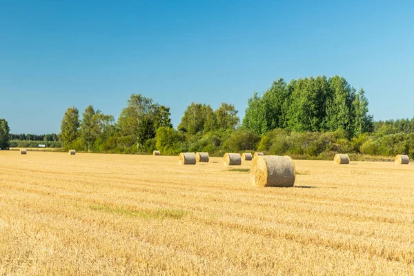 Széna bálák hengerben, mezőgazdasági területen. — Stock Fotó