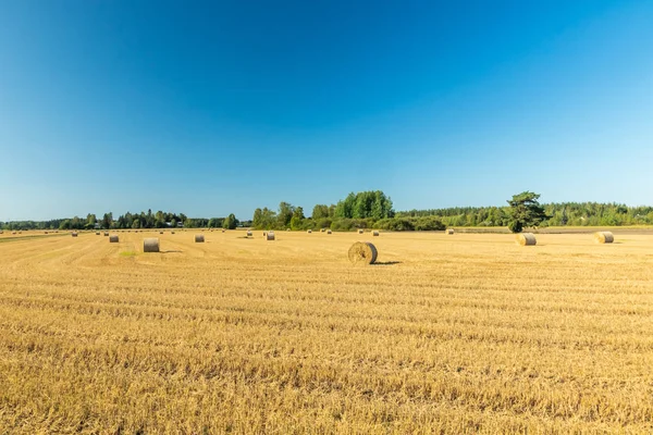 Çiftlikte bir tarlada saman balyaları Rulo.