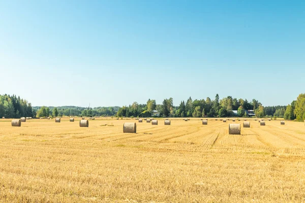 Çiftlikte bir tarlada saman balyaları Rulo.