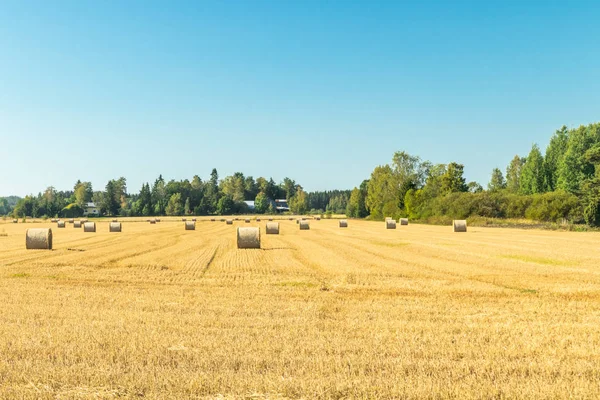 Çiftlikte bir tarlada saman balyaları Rulo.
