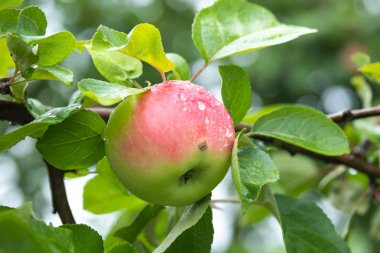 Bir elma ağacı dalı üzerinde kırmızı elma üzerine yağmur damlaları