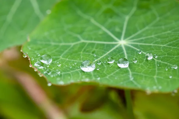Raindrops on a green nasturtium leaf at summer. — Stock Photo, Image