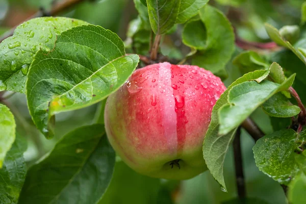 Gotas de chuva em maçã vermelha em um ramo de árvore de maçã — Fotografia de Stock
