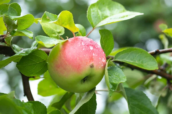 Gotas de chuva em maçã vermelha em um ramo de árvore de maçã — Fotografia de Stock