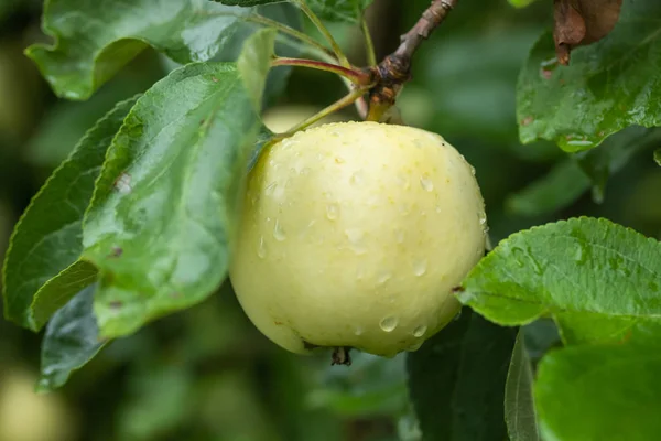 Regendruppels op groene appel op een appel boomtak — Stockfoto