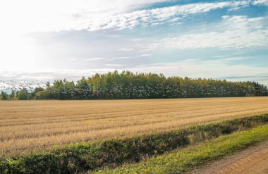 Büyük bir midye kazı sürüsü tarlanın üzerinde uçuyor. Kuşlar güneye göç etmeye hazırlanıyorlar. Eylül 2019, Finlandiya