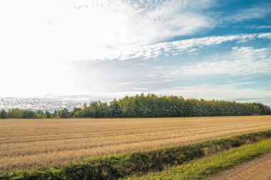 Büyük bir midye kazı sürüsü tarlanın üzerinde uçuyor. Kuşlar güneye göç etmeye hazırlanıyorlar. Eylül 2019, Finlandiya