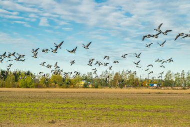 Büyük bir midye kazı sürüsü tarlanın üzerinde uçuyor. Kuşlar güneye göç etmeye hazırlanıyorlar. Eylül 2019, Finlandiya