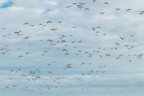 A nagy nyájat kullancs gooses repül az égen. A madarak arra készülnek, hogy vándorolnak délre. Szeptember 2019, Finnország — Stock Fotó