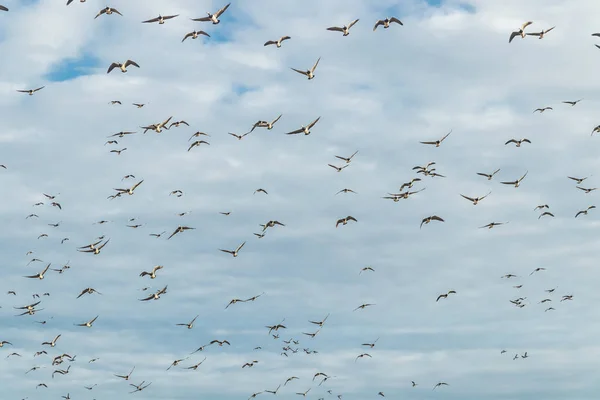 A nagy nyájat kullancs gooses repül az égen. A madarak arra készülnek, hogy vándorolnak délre. Szeptember 2019, Finnország — Stock Fotó