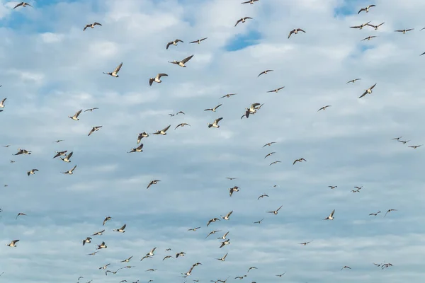 A nagy nyájat kullancs gooses repül az égen. A madarak arra készülnek, hogy vándorolnak délre. Szeptember 2019, Finnország — Stock Fotó