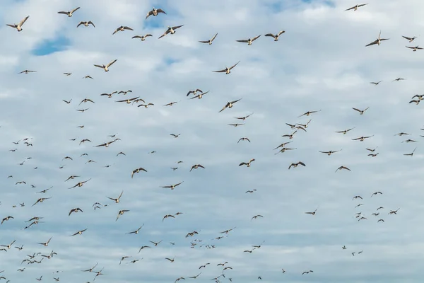 A nagy nyájat kullancs gooses repül az égen. A madarak arra készülnek, hogy vándorolnak délre. Szeptember 2019, Finnország — Stock Fotó