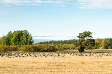 Büyük bir midye kazı sürüsü bir tarlada oturuyor ve üzerinde uçuyor. Kuşlar güneye göç etmeye hazırlanıyorlar. Eylül 2019, Finlandiya