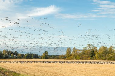 Büyük bir midye kazı sürüsü bir tarlada oturuyor ve üzerinde uçuyor. Kuşlar güneye göç etmeye hazırlanıyorlar. Eylül 2019, Finlandiya