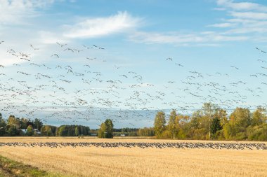 Büyük bir midye kazı sürüsü bir tarlada oturuyor ve üzerinde uçuyor. Kuşlar güneye göç etmeye hazırlanıyorlar. Eylül 2019, Finlandiya