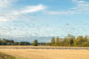 Büyük bir midye kazı sürüsü bir tarlada oturuyor ve üzerinde uçuyor. Kuşlar güneye göç etmeye hazırlanıyorlar. Eylül 2019, Finlandiya