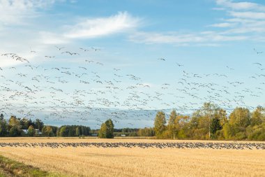Büyük bir midye kazı sürüsü bir tarlada oturuyor ve üzerinde uçuyor. Kuşlar güneye göç etmeye hazırlanıyorlar. Eylül 2019, Finlandiya