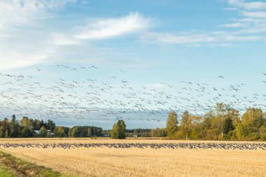 Büyük bir midye kazı sürüsü bir tarlada oturuyor ve üzerinde uçuyor. Kuşlar güneye göç etmeye hazırlanıyorlar. Eylül 2019, Finlandiya