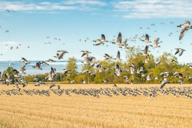Büyük bir midye kazı sürüsü bir tarlada oturuyor ve üzerinde uçuyor. Kuşlar güneye göç etmeye hazırlanıyorlar. Eylül 2019, Finlandiya