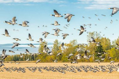Büyük bir midye kazı sürüsü bir tarlada oturuyor ve üzerinde uçuyor. Kuşlar güneye göç etmeye hazırlanıyorlar. Eylül 2019, Finlandiya