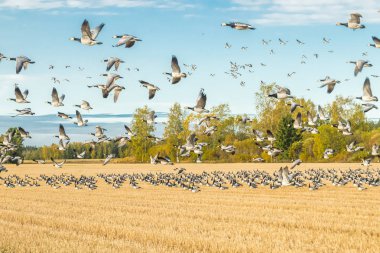 Büyük bir midye kazı sürüsü bir tarlada oturuyor ve üzerinde uçuyor. Kuşlar güneye göç etmeye hazırlanıyorlar. Eylül 2019, Finlandiya