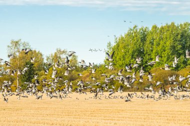 Büyük bir midye kazı sürüsü bir tarlada oturuyor ve üzerinde uçuyor. Kuşlar güneye göç etmeye hazırlanıyorlar. Eylül 2019, Finlandiya