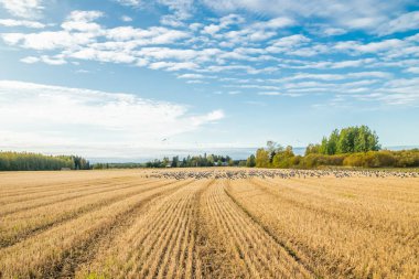Büyük bir midye kazı sürüsü bir tarlada oturuyor ve üzerinde uçuyor. Kuşlar güneye göç etmeye hazırlanıyorlar. Eylül 2019, Finlandiya