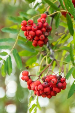Sonbaharda bir ağaçüzerinde parlak rowan çilek