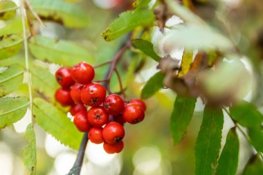 Sonbaharda bir ağaçüzerinde parlak rowan çilek