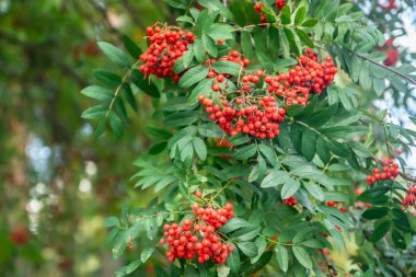 Sonbaharda bir ağaçüzerinde parlak rowan çilek