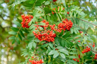 Sonbaharda bir ağaçüzerinde parlak rowan çilek
