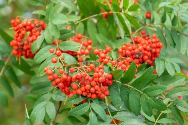 Sonbaharda bir ağaçüzerinde parlak rowan çilek