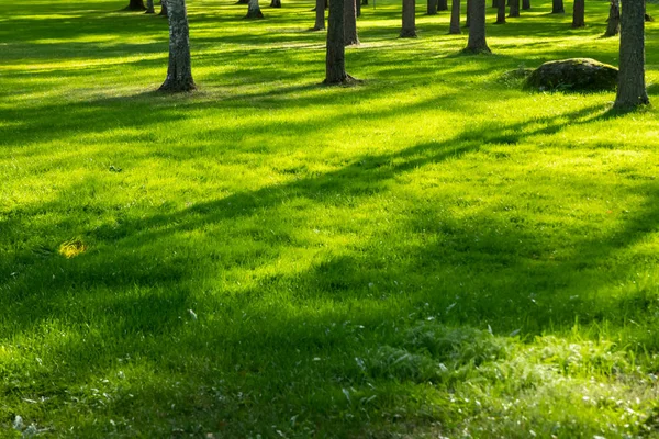 Wald mit Sonnenlicht und Schatten bei Sonnenuntergang — Stockfoto