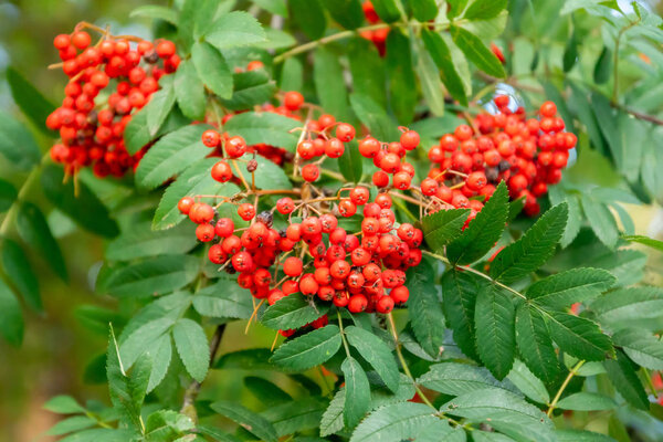Bright rowan berries on a tree at autumn