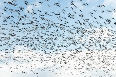 Büyük bir kaya midyesi sürüsü mavi gökyüzü arka planında uçuyor. Kuşlar güneye göç etmeye hazırlanıyor..