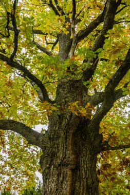 Sonbahar meşesi genel planı, gövde manzarası ve sonbaharda sarı yapraklar..