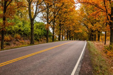 Sonbaharda meşe ağaçlarının olduğu yol manzarası