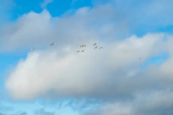 Cisnes blancos volando en un cielo azul nublado, Finlandia — Foto de Stock