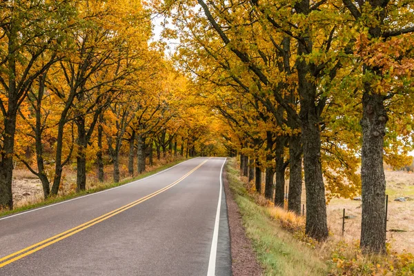 Kilátás az út tölgyfa sikátorban ősszel — Stock Fotó