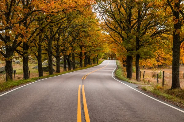 Kilátás az út tölgyfa sikátorban ősszel — Stock Fotó