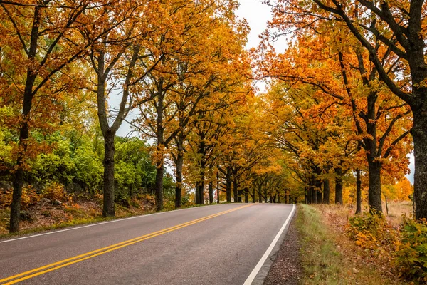 Uitzicht op de weg met eikenbomen steegje in de herfst — Stockfoto