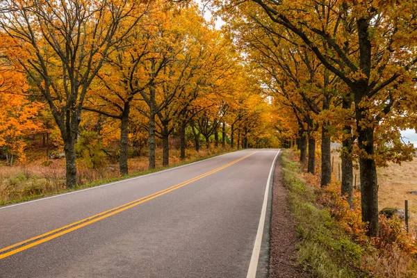 Uitzicht op de weg met eikenbomen steegje in de herfst — Stockfoto