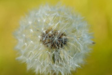 Yeşil çimenlerin üzerinde tohumları olan tüylü güzel bir karahindiba.