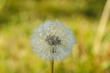 Yeşil çimenlerin üzerinde tohumları olan tüylü güzel bir karahindiba.