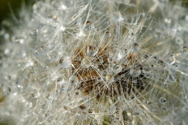 Güzel pofuduk karahindiba yağmur damlaları ve yeşil çimenlerin üzerinde tohumlar