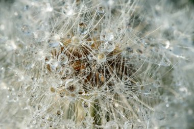 Güzel pofuduk karahindiba yağmur damlaları ve yeşil çimenlerin üzerinde tohumlar